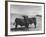 Aberdeen-Angus Bull Calves Standing in a Pasture-null-Framed Photographic Print
