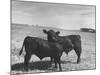 Aberdeen-Angus Bull Calves Standing in a Pasture-null-Mounted Photographic Print