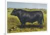 Aberdeen Angus Bull 'Cash'-null-Framed Art Print