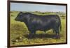 Aberdeen Angus Bull 'Cash'-null-Framed Art Print