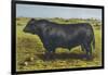 Aberdeen Angus Bull 'Cash'-null-Framed Art Print