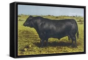 Aberdeen Angus Bull 'Cash'-null-Framed Stretched Canvas