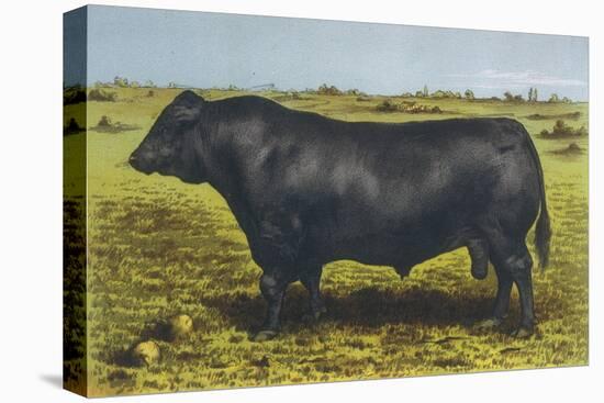 Aberdeen Angus Bull 'Cash'-null-Stretched Canvas