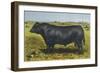 Aberdeen Angus Bull 'Cash'-null-Framed Art Print