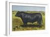 Aberdeen Angus Bull 'Cash'-null-Framed Art Print