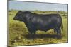 Aberdeen Angus Bull 'Cash'-null-Mounted Art Print