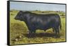 Aberdeen Angus Bull 'Cash'-null-Framed Stretched Canvas