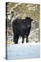 Aberdeen Angus Bull in Winter-null-Stretched Canvas