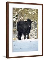 Aberdeen Angus Bull in Winter-null-Framed Photographic Print