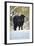 Aberdeen Angus Bull in Winter-null-Framed Photographic Print