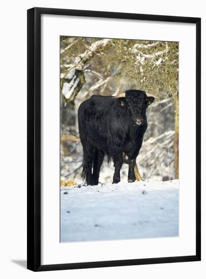 Aberdeen Angus Bull in Winter-null-Framed Photographic Print