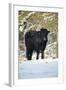 Aberdeen Angus Bull in Winter-null-Framed Photographic Print