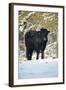 Aberdeen Angus Bull in Winter-null-Framed Photographic Print