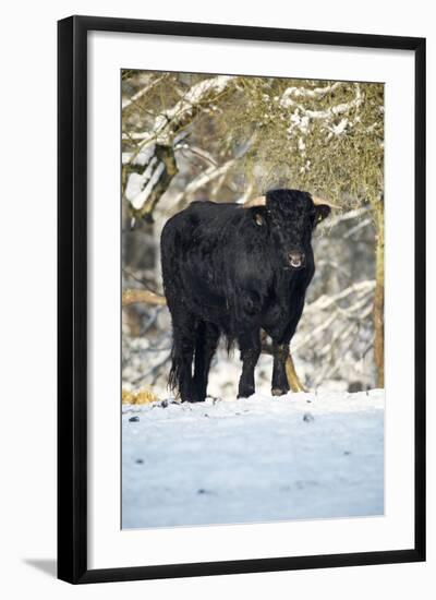 Aberdeen Angus Bull in Winter-null-Framed Photographic Print