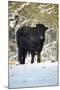 Aberdeen Angus Bull in Winter-null-Mounted Photographic Print