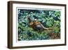 Aberdeen, South Dakota, View of Male and Female Pheasants-Lantern Press-Framed Art Print