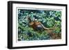 Aberdeen, South Dakota, View of Male and Female Pheasants-Lantern Press-Framed Art Print