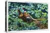 Aberdeen, South Dakota, View of Male and Female Pheasants-Lantern Press-Stretched Canvas