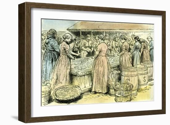 Aberdeen Uk Herring Cleaners at Work 1885-null-Framed Giclee Print