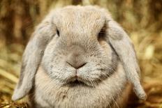 Lop-Earred Rabbit-AberratioN-Laminated Photographic Print