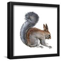 Abert's Squirrel (Sciurus Aberti), Mammals-Encyclopaedia Britannica-Framed Poster