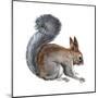Abert's Squirrel (Sciurus Aberti), Mammals-Encyclopaedia Britannica-Mounted Poster