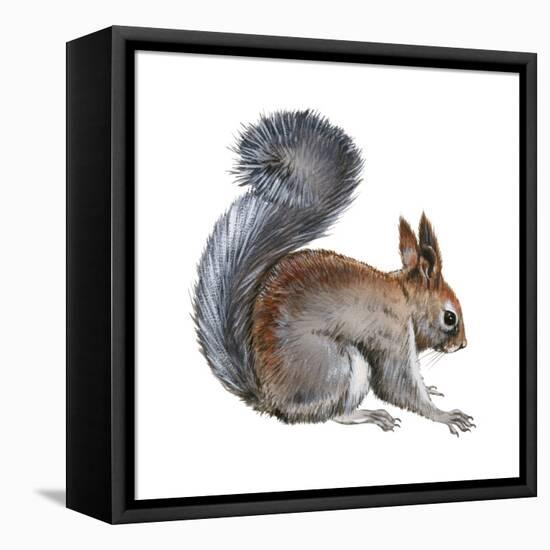 Abert's Squirrel (Sciurus Aberti), Mammals-Encyclopaedia Britannica-Framed Stretched Canvas