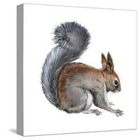 Abert's Squirrel (Sciurus Aberti), Mammals-Encyclopaedia Britannica-Stretched Canvas