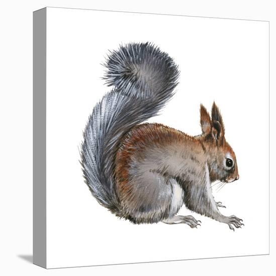 Abert's Squirrel (Sciurus Aberti), Mammals-Encyclopaedia Britannica-Stretched Canvas