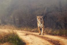 Royal Bengal Tiger at Ranthambore National Park, Rajasthan, India, Asia-Abhishek Singh-Photographic Print