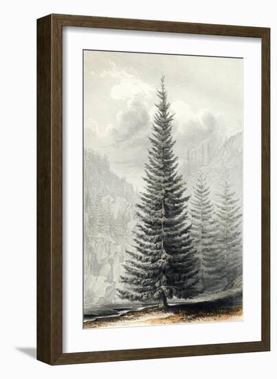 Abies Douglassii-null-Framed Art Print