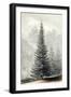 Abies Douglassii-null-Framed Art Print