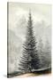 Abies Douglassii-null-Stretched Canvas