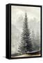 Abies Douglassii-null-Framed Stretched Canvas