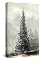 Abies Douglassii-null-Stretched Canvas