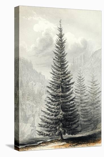 Abies Douglassii-null-Stretched Canvas