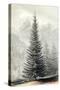 Abies Douglassii-null-Stretched Canvas