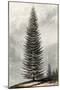 Abies Menziesii-null-Mounted Art Print