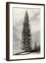 Abies Menziesii-null-Framed Art Print