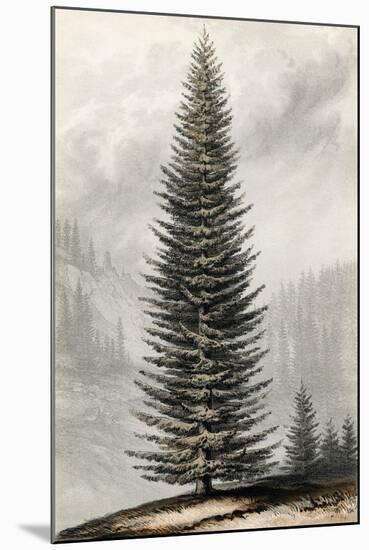 Abies Menziesii-null-Mounted Art Print