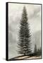 Abies Menziesii-null-Framed Stretched Canvas