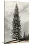 Abies Menziesii-null-Stretched Canvas