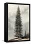 Abies Menziesii-null-Framed Stretched Canvas