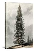 Abies Menziesii-null-Stretched Canvas