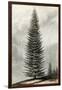 Abies Menziesii-null-Framed Art Print