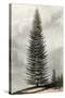 Abies Menziesii-null-Stretched Canvas