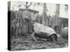 Abingdon/Pinta Island Giant Tortoise at London Zoo, March 1914-Frederick William Bond-Stretched Canvas