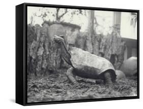 Abingdon/Pinta Island Giant Tortoise at London Zoo, March 1914-Frederick William Bond-Framed Stretched Canvas
