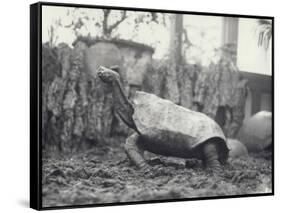 Abingdon/Pinta Island Giant Tortoise at London Zoo, March 1914-Frederick William Bond-Framed Stretched Canvas