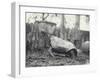 Abingdon/Pinta Island Giant Tortoise at London Zoo, March 1914-Frederick William Bond-Framed Photographic Print